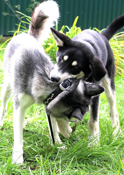 Husky Volkosob Game