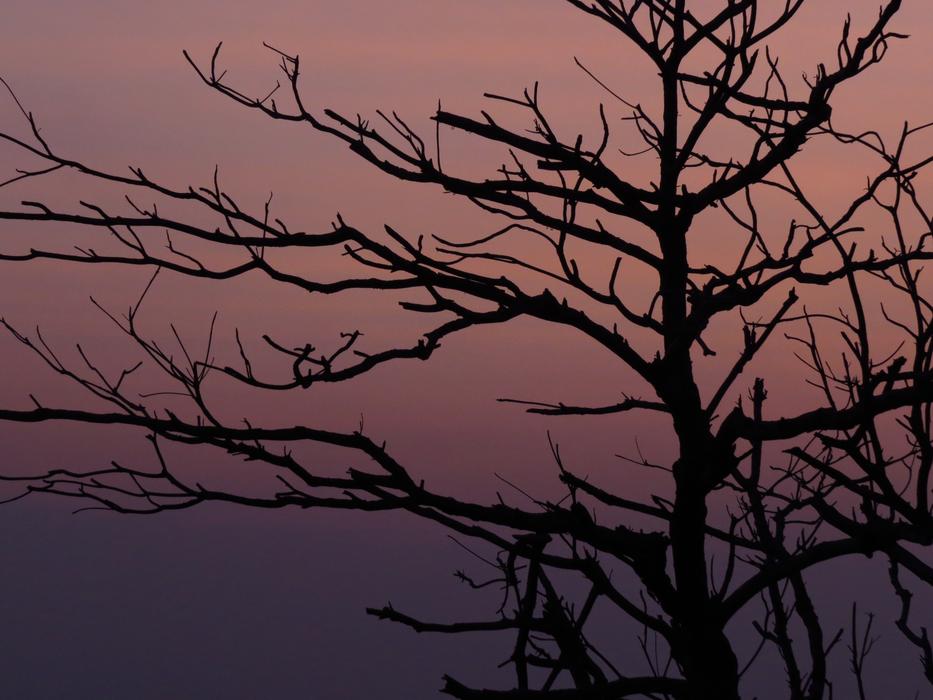The Evening Sun Branches