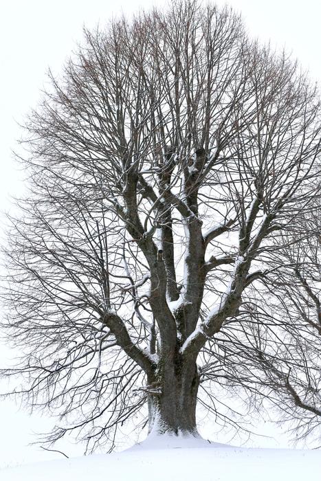 Tree Winter