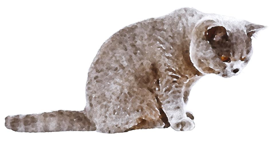 Digital image of a beautiful and cute, smoky cat at white background