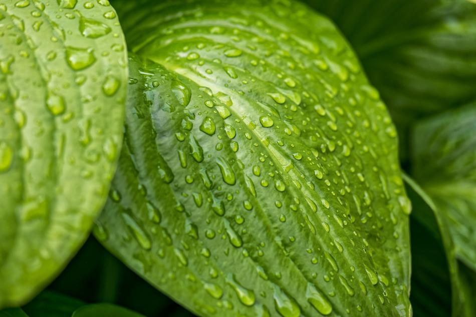 Leaf Leaves Raindrop Plantain