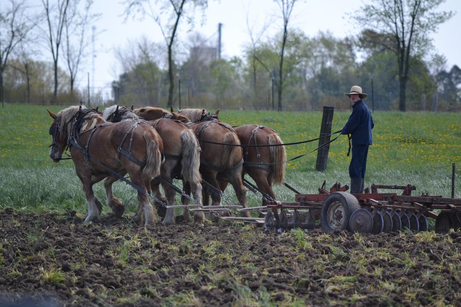 Horses Mennonites and Man