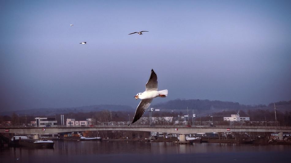 gulls soaring in the sky