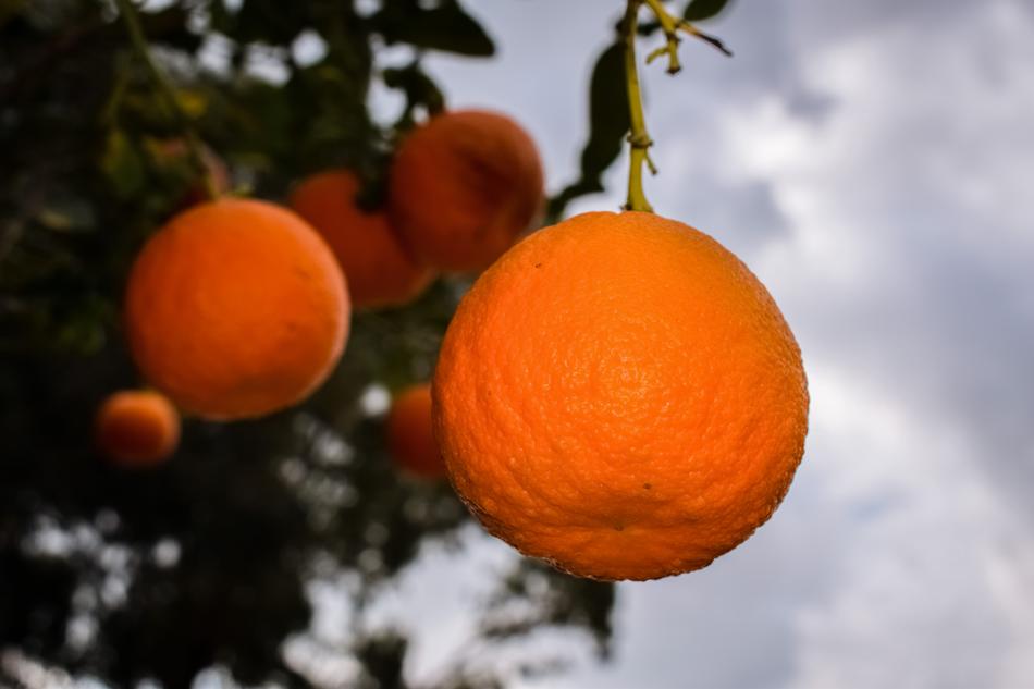 Orange Fruit Healthy