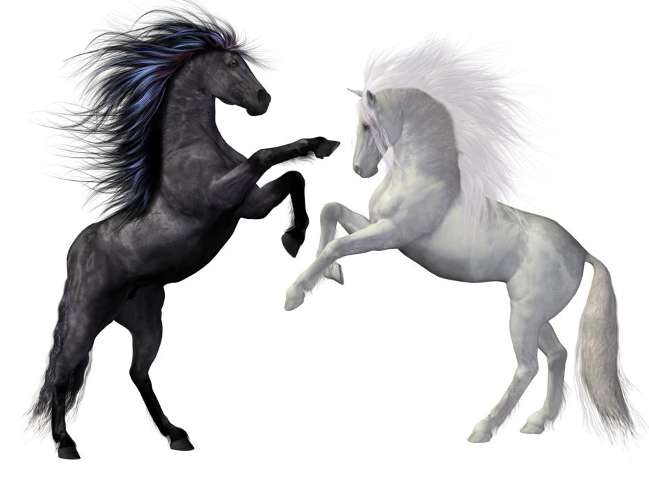 horses black white animals mold