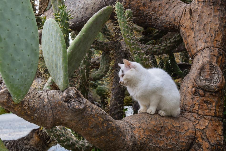 impressively beautiful white Cat on tree