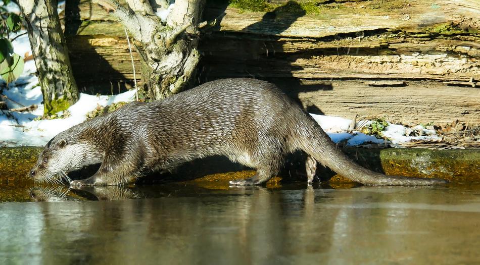 the otter walks on thin ice