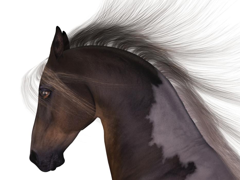 horse mane head art