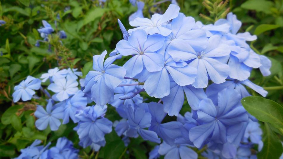 Leadwort Flower Blue
