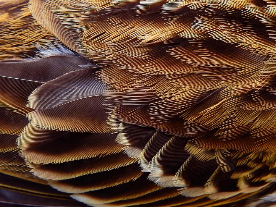 Bird Feather Animal