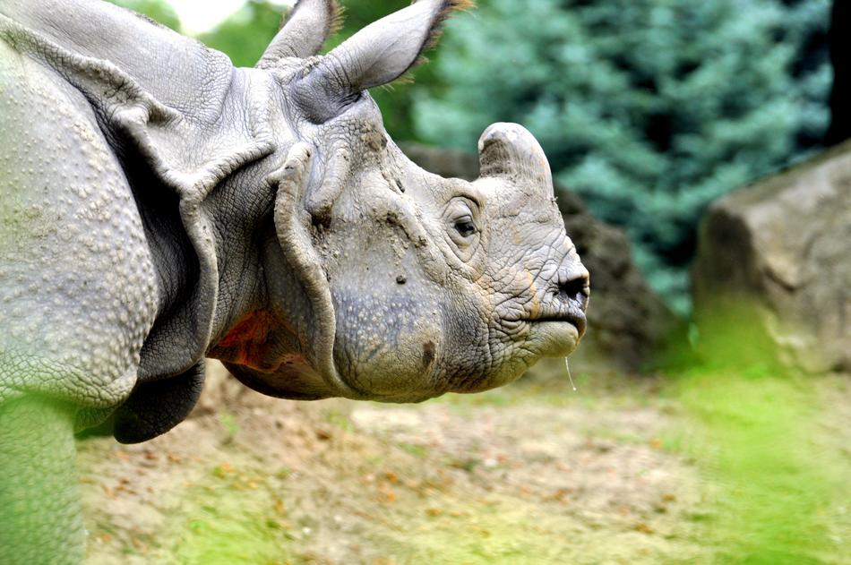 Rhino Zoo Horn Big