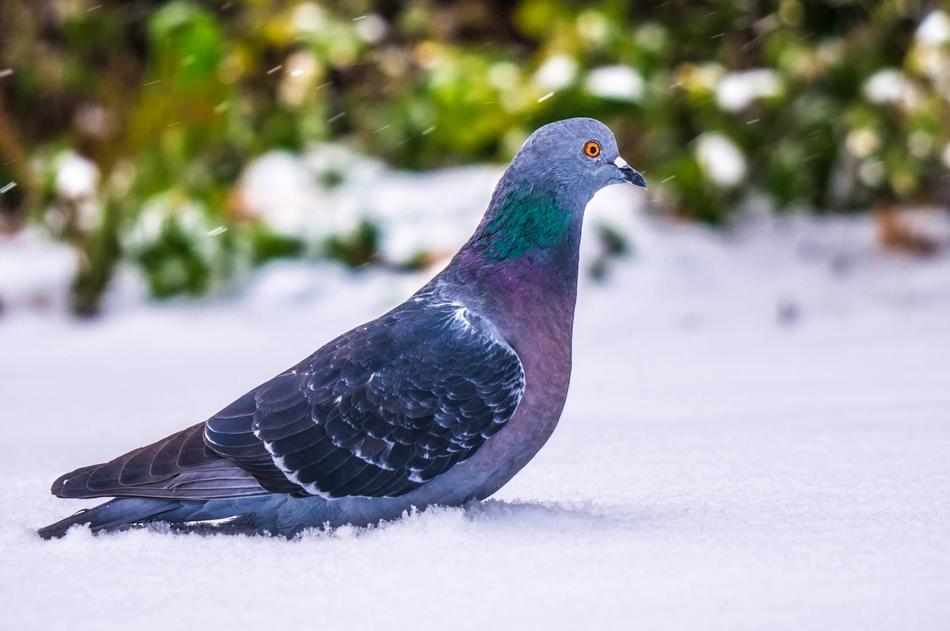 Pigeon Bird Wildlife