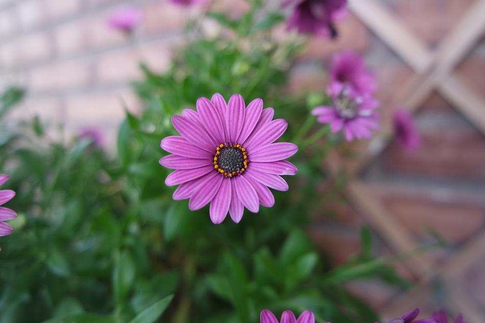 Flower Flowers Nature