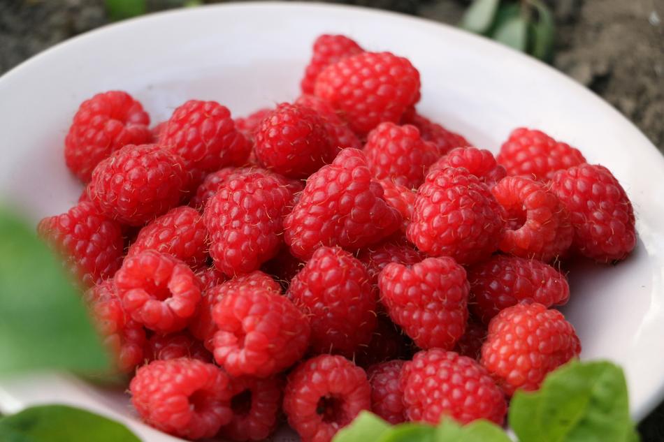 delicious raspberries in a bowl