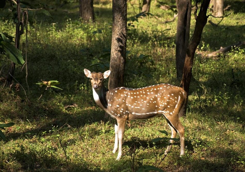Deer Wildlife Animal