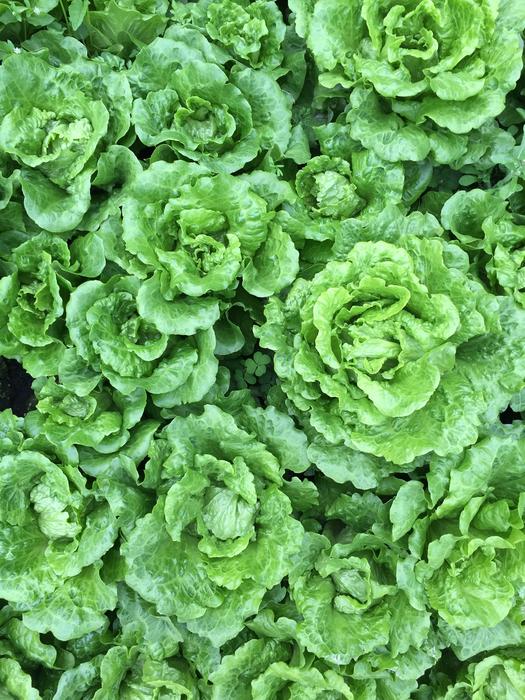 Green Vegetables Field