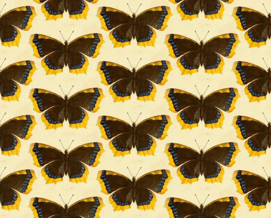 butterflies insects