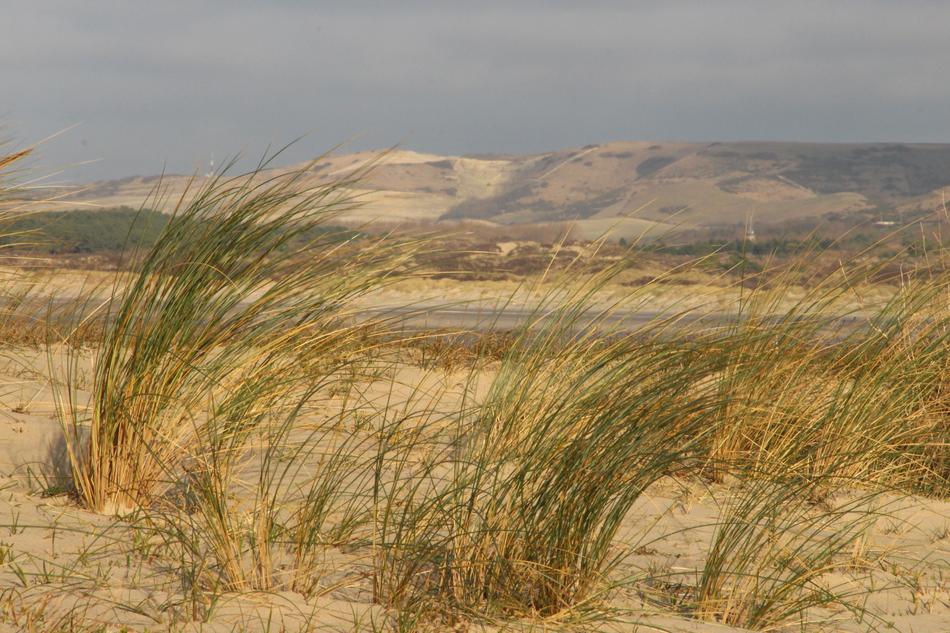Oyats Beach Walk