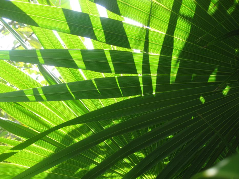 Leaves Shadow Sun
