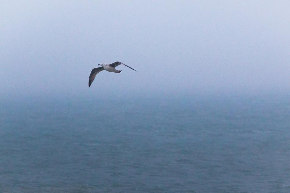 flying gull over the sea