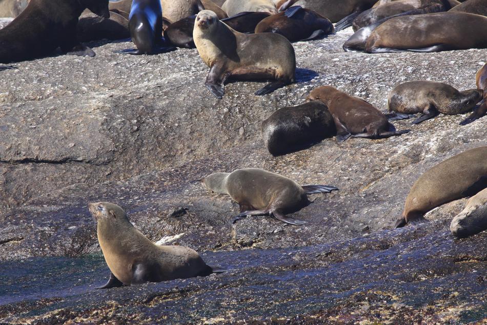 Seal Duiker Island