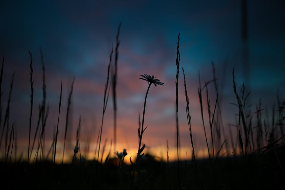Sunrise Desktop Background Flower