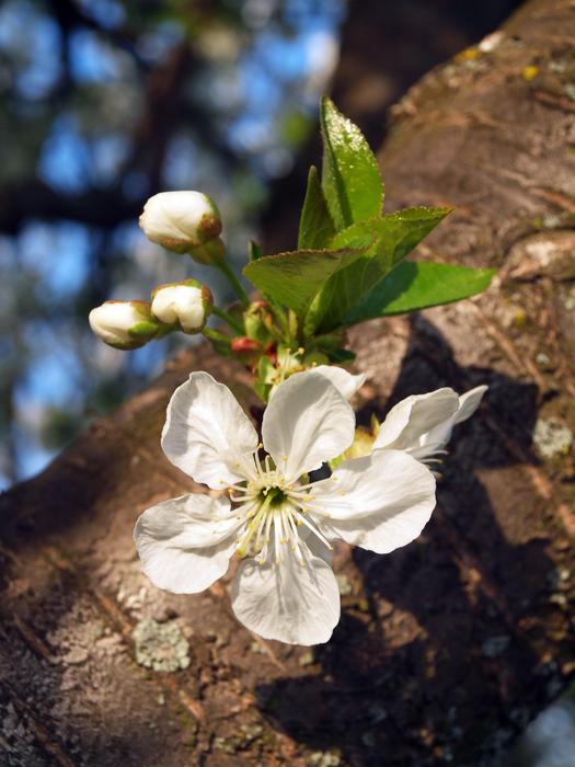 Sunshine Meggyvirag Flower Buds