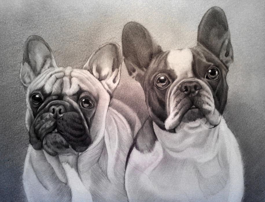 black and white photo of two french bulldogs