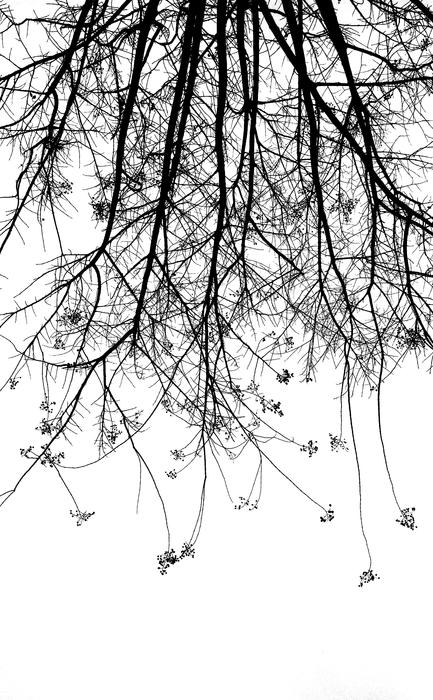 Tree Black And White
