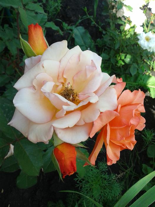 Roses Flowers