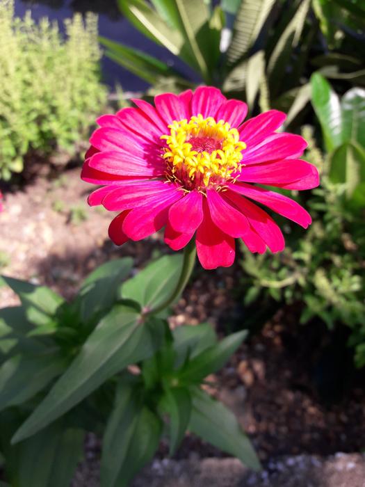 Zinnia Flowers