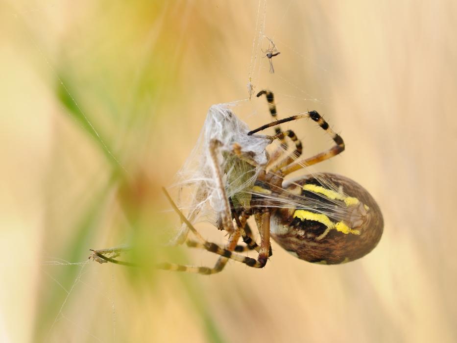 Spider Canvas Prey insect