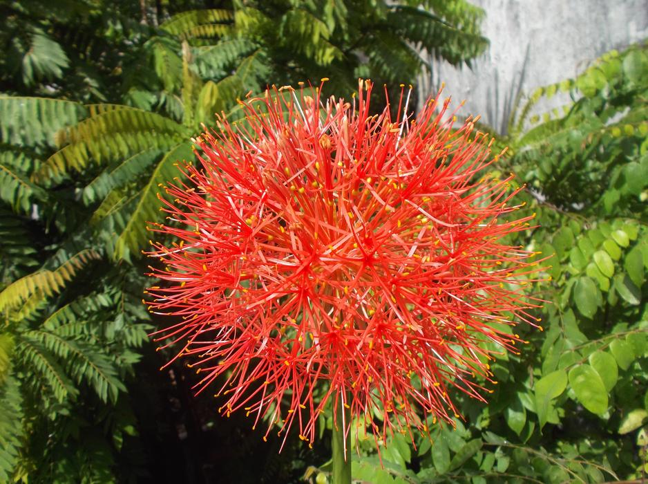 Red Desert Flower Plant