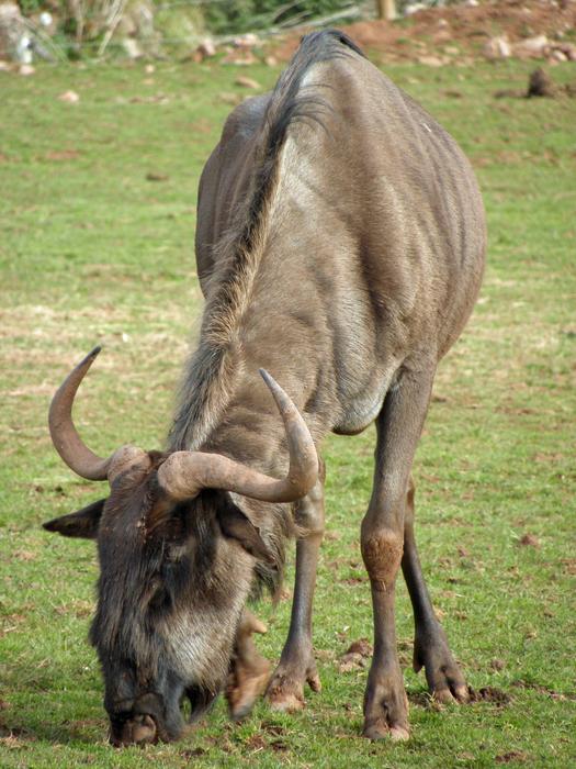 skinny buffalo grazes in Africa