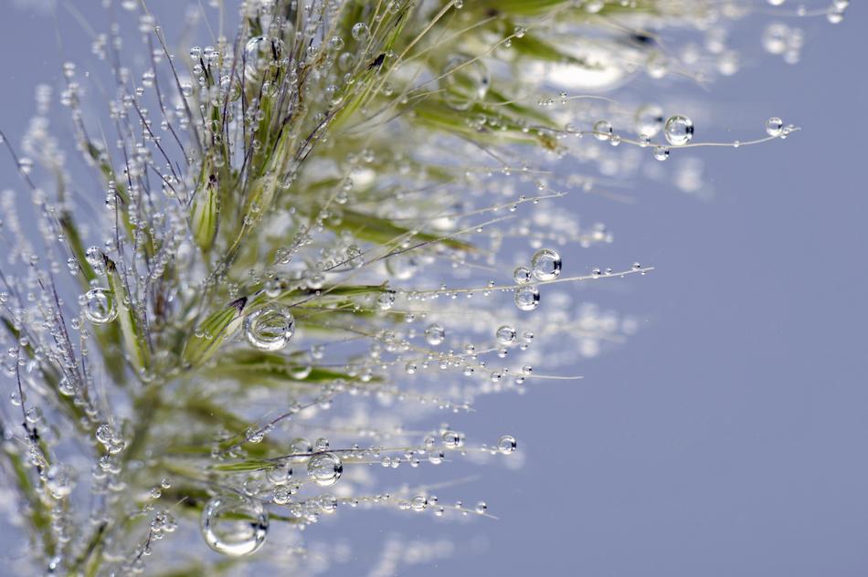 Blade Of Grass Water Underwater