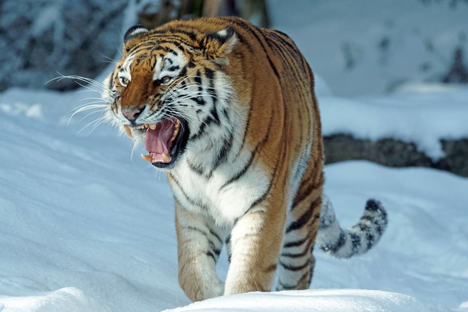 wild tiger in the snow