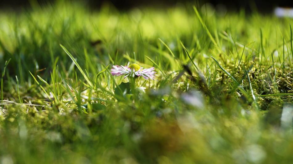 Grass Daisy Summer