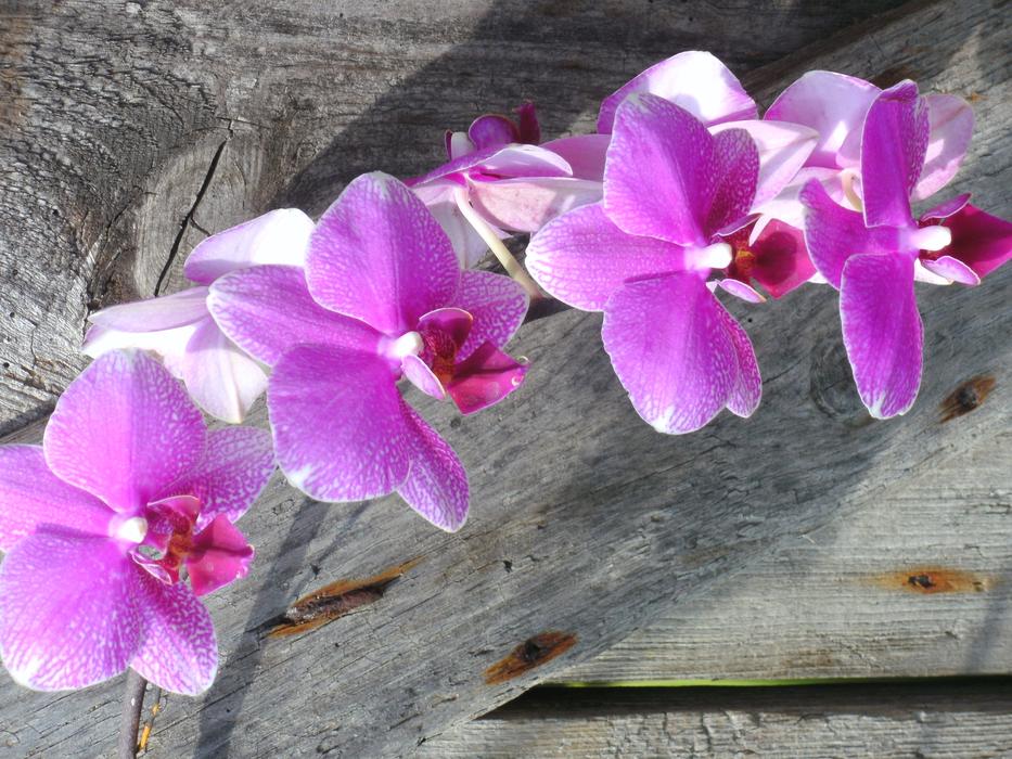 Orchids Orchid Flower