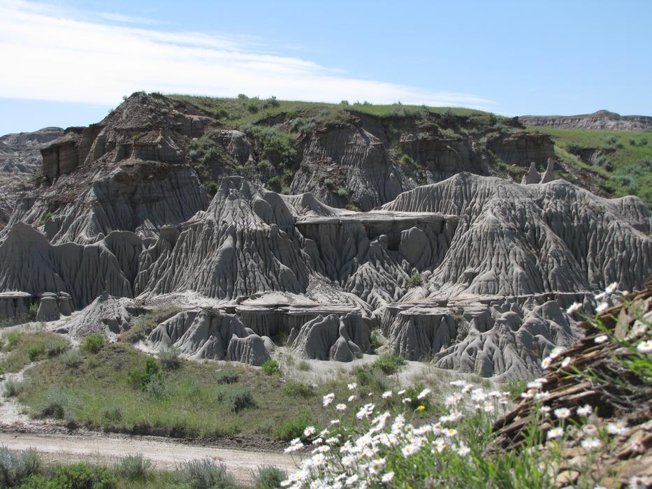 Badlands Fossils Drumheller