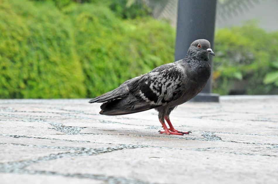 black street pigeon