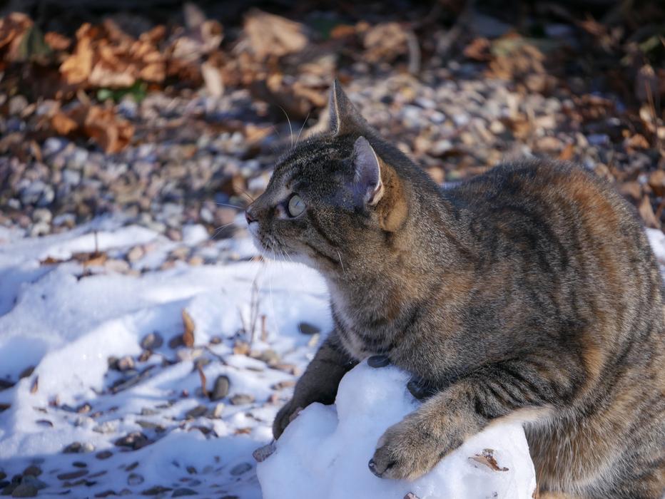 cute kitten in the snow