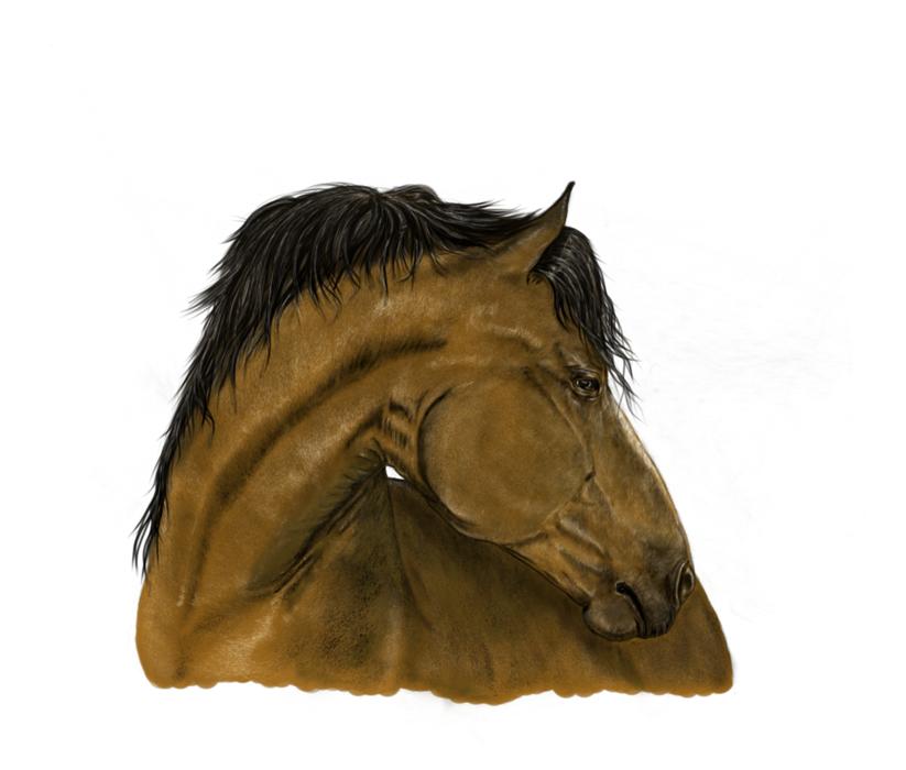 portrait horse digital drawing