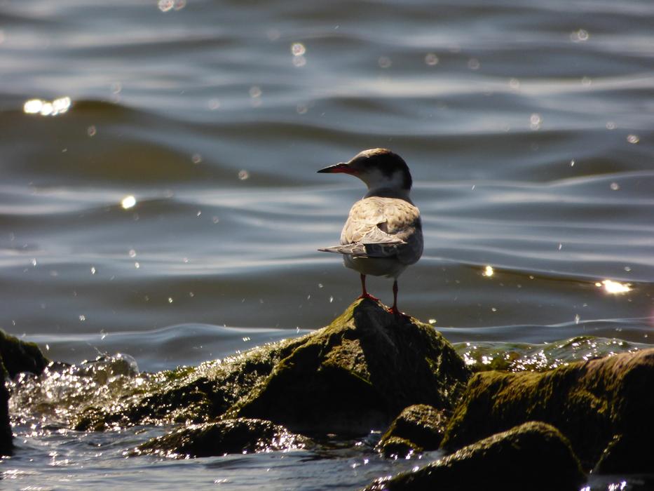 Sea Seagull