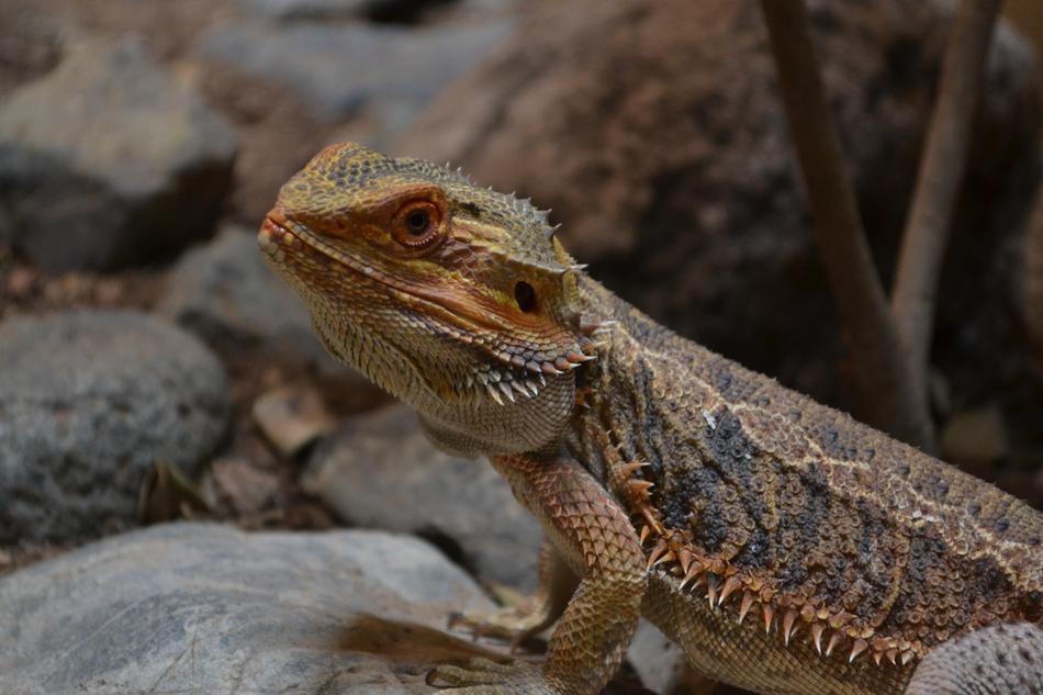 Reptile Dragon Animal