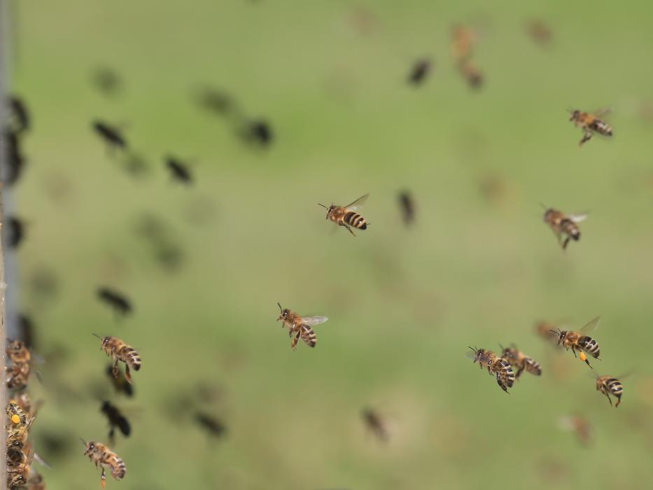 bees at work in blurred background
