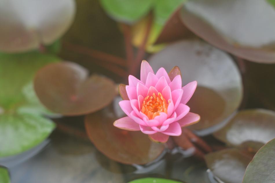Water Lily Karen