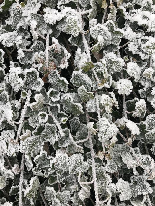 Frozen leaves in the garden