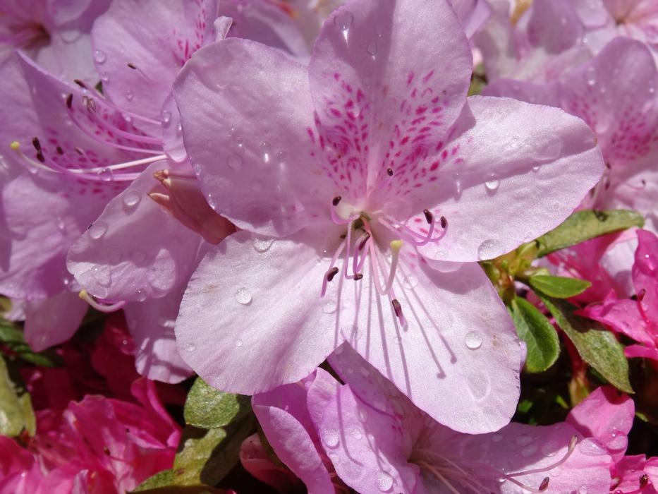 National Rhododendron Gardens