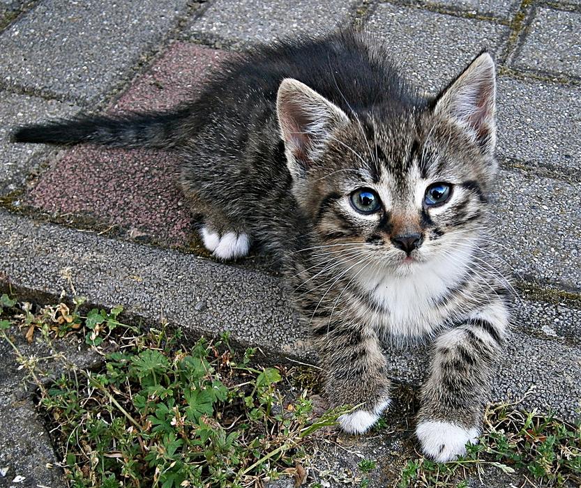Cic-Mic Kitten on street
