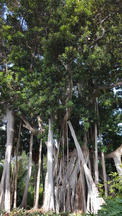 Ficus Macrophylla Park Tenerife